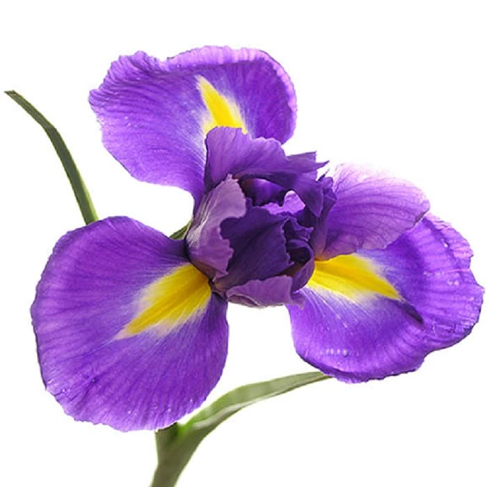flor de la amistad de iris