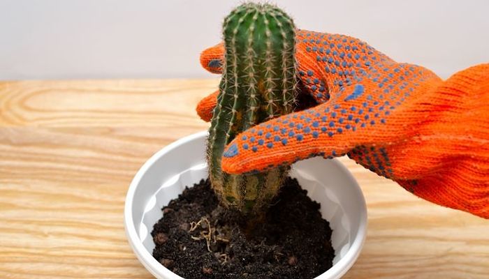plantar un cactus