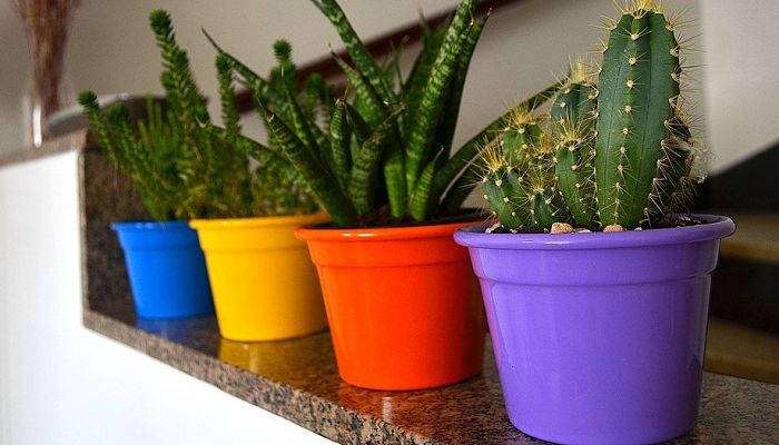 formas de proteger un cactus