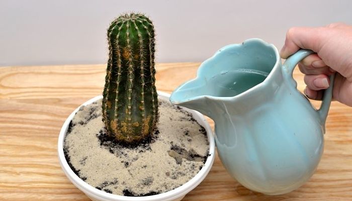 regar un cactus