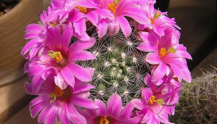 florecer un cactus