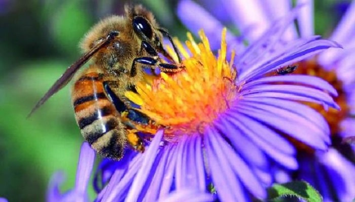 como se comunican las abejas