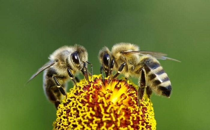 como se comunican las abejas obreras
