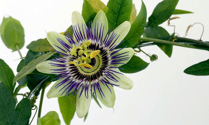 Pasiflora otra planta que actua como remedio natural para la ansiedad