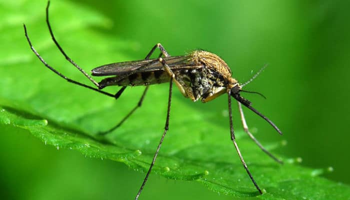 consejos para repeler mosquitos 