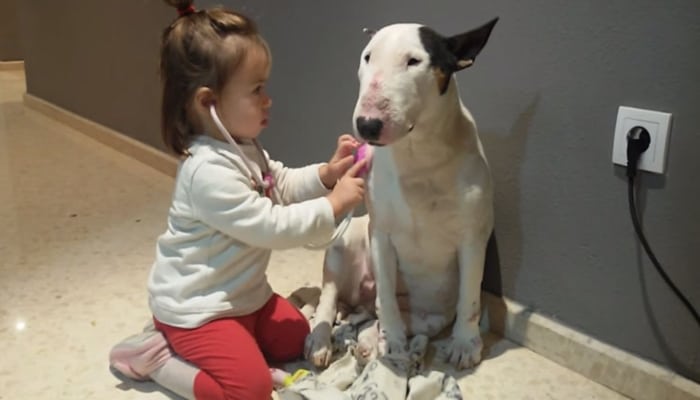 Bull Terrier jugando con niña