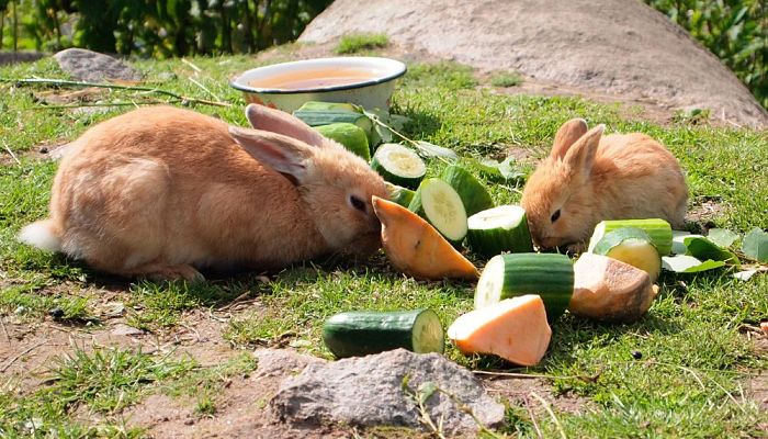 cuidados básicos para los conejos
