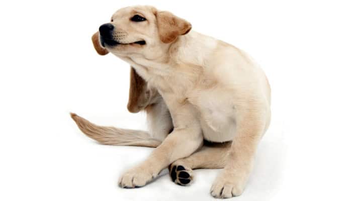Remedios Caseros Para Dermatitis en Perros Naturales