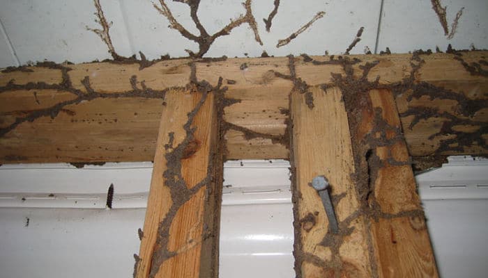 Invasión de las termitas en la madera 