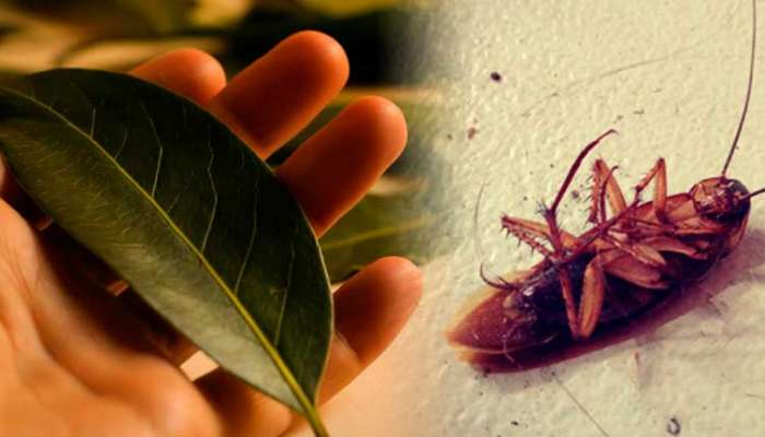 Remedios Para Matar Cucarachas Efectivos