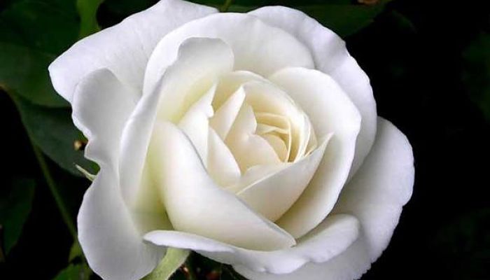 Rosa blancas