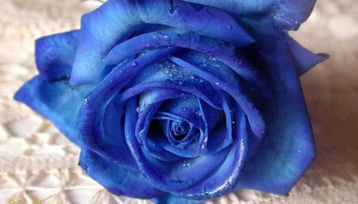 Rosas azul