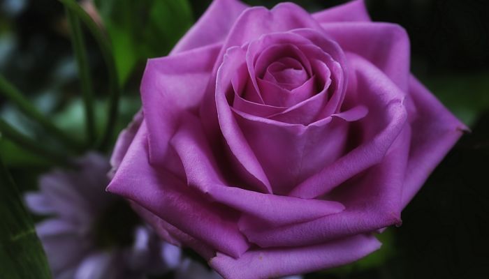 Rosa purpura