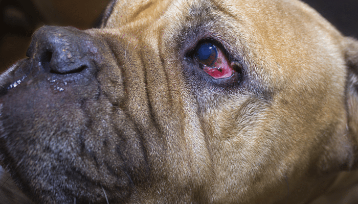 Hipema, causa de ojos rojos en perros
