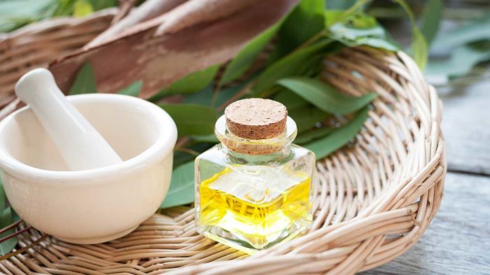 Beneficios del aceite esencial de eucalipto
