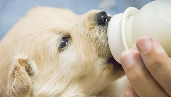 La leche es una alimento prohibido por los perros 