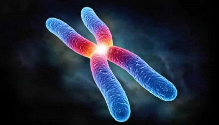 cromosomas del cuerpo humano