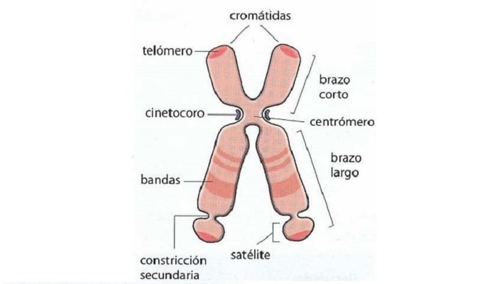 Estructura Exterior de los Cromosomas