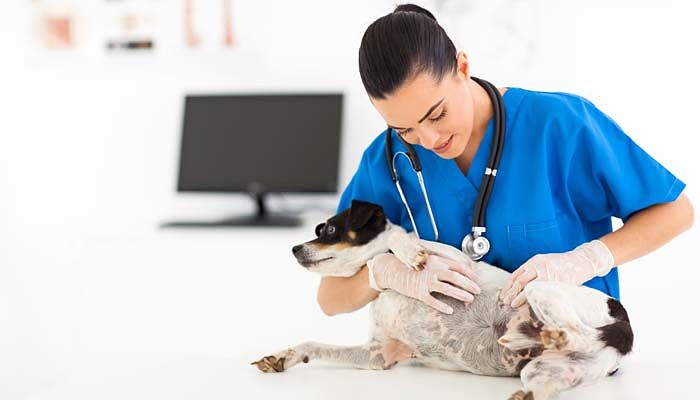 Enfermedades de los perros causada por giardia y Cryptosporidium 