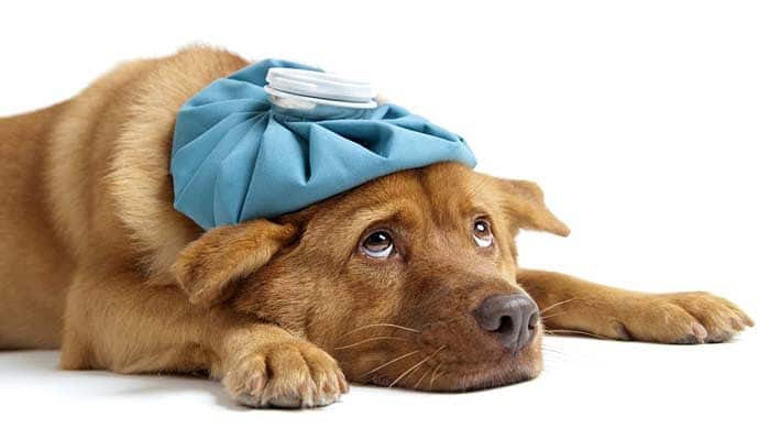 Algunas enfermedades de los perros que contagian a los seres humanos