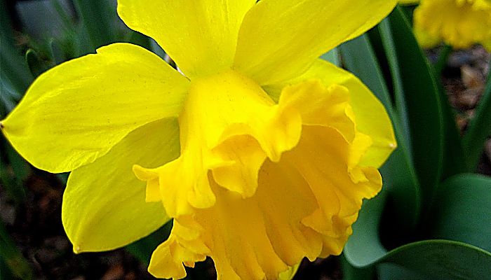 Narciso planta para la buena suerte