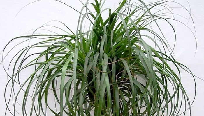 Plantas de interiores cola de caballo de Palm ( Beaucarnea Recurvata )