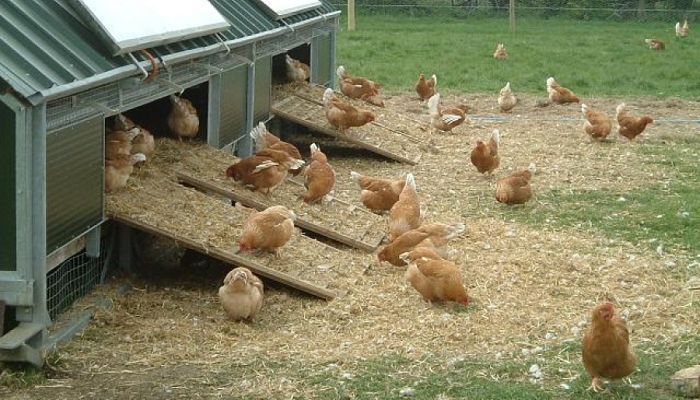como criar pollos 