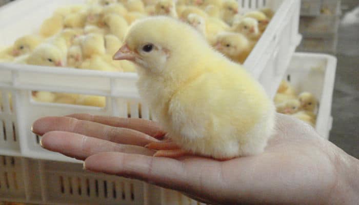 criar pollos