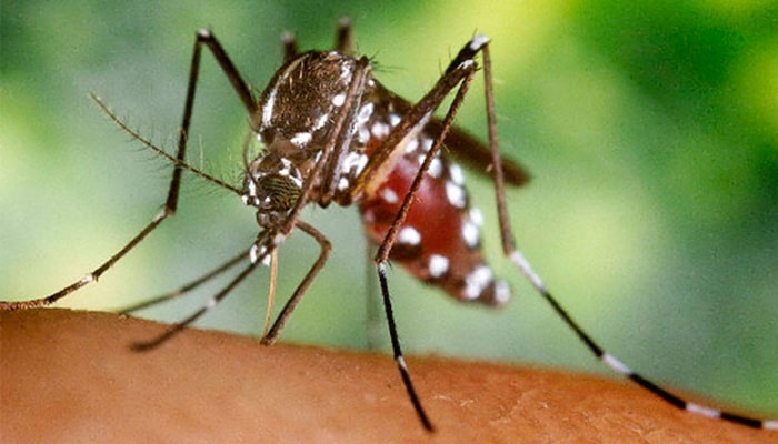 Genética Del Mosquito