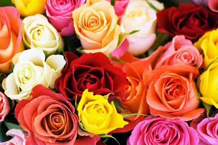 Significado de los colores en las rosas