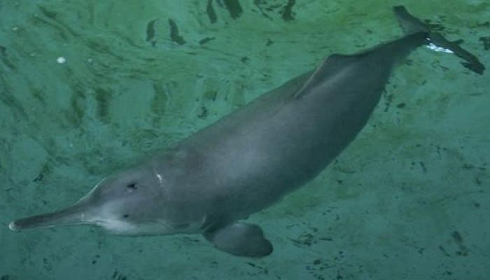 extinción del delfín de rio chino