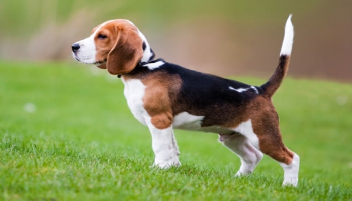 Beagle Razas de perros de caza
