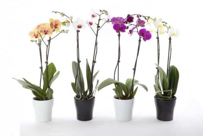 Cómo podar orquídeas