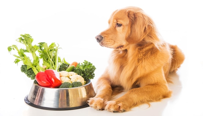 Verduras y dieta casera para perros
