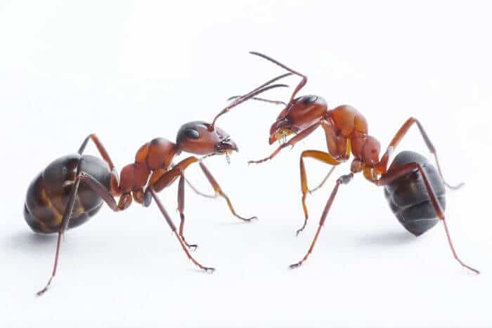 Cómo eliminar las hormigas