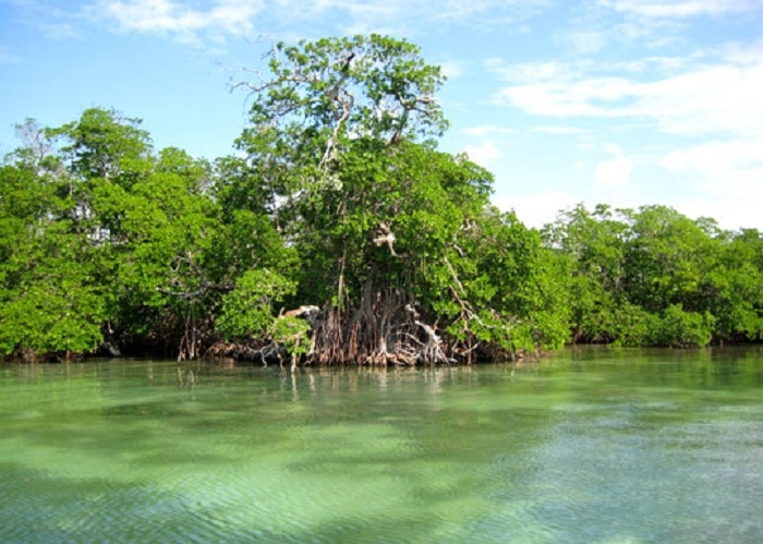 plantas de la selva los manglares