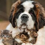 pulgas en perros y gatos