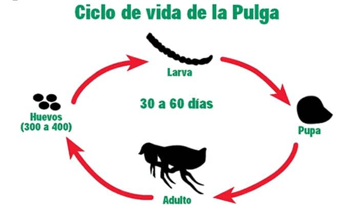 ciclo de vida de las pulgas