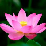 Significado de la flor de loto