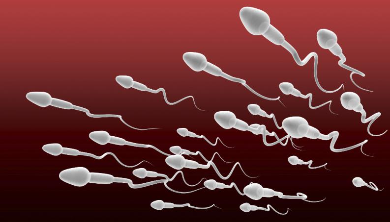 cuánto tiempo vive un espermatozoide