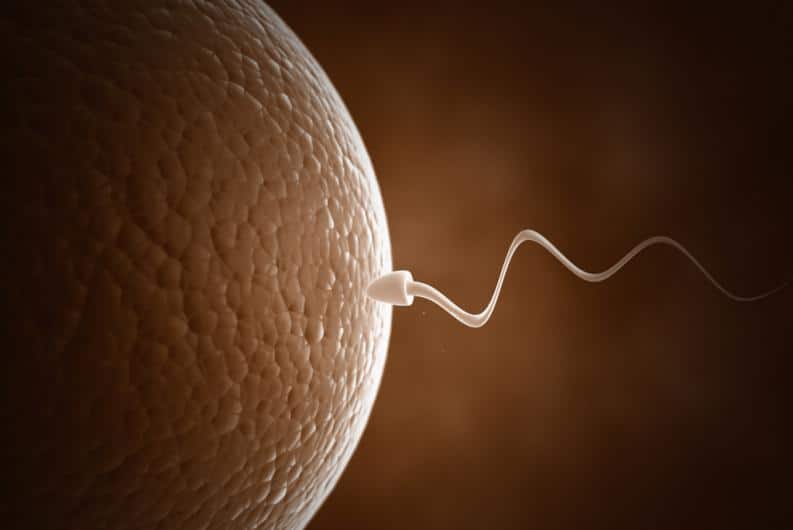 tiempo de vida de un espermatozoide