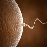 tiempo de vida del espermatozoide