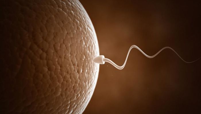 tiempo de vida del espermatozoide 