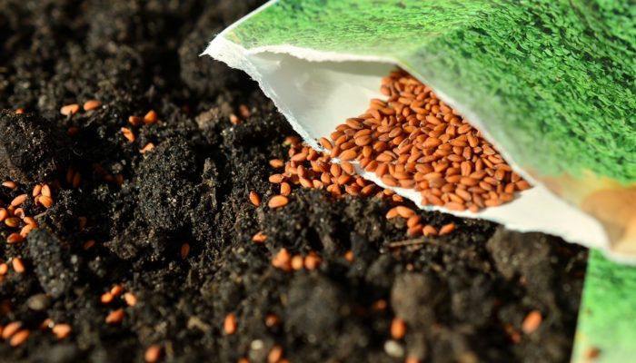 Cómo hacer un semillero de forma sencilla