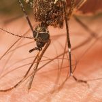 remedios caseros contra los mosquitos