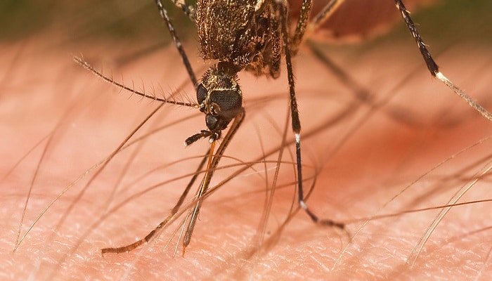 remedios caseros contra los mosquitos Efectivos