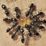 remedios naturales para combatir las hormigas