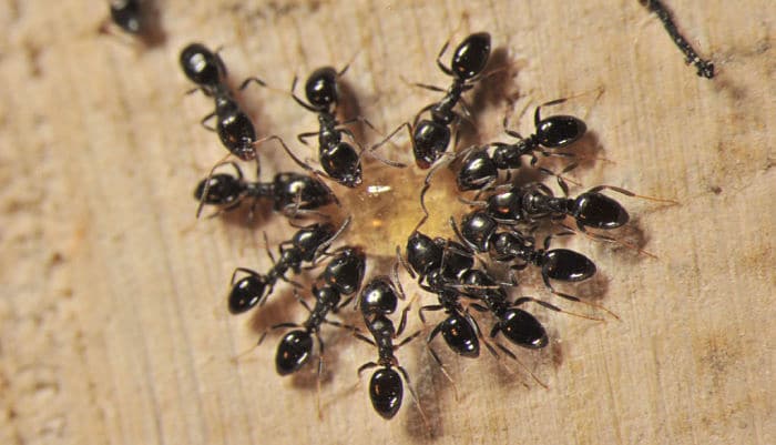 remedios naturales para combatir las hormigas