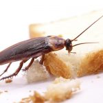 Remedios Para Matar Cucarachas