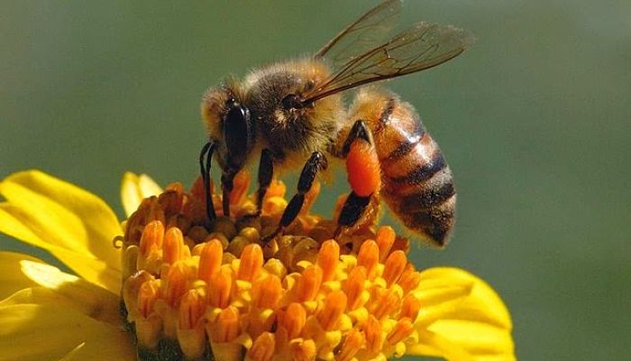 Propiedades del polen de abeja
